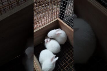cute bunny