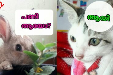 EP: 2 | Rabbit Web Series Malayalam | #webseriesrabbit |