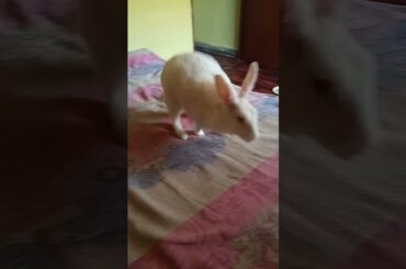 cute bunny || #shorts