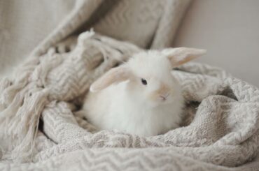 Cute Rabbit on a Blanket | Cutest Animals 28 #Shorts