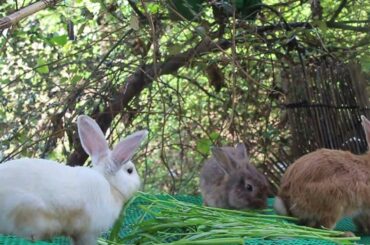 Rabbit Eating Carrot and Vegetables Sound So Relaxing - Cute Rabbit Eating ASMR