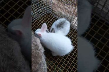 Cute rabbit