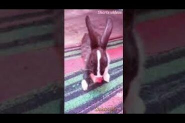 Cute Baby Bunny Ki Cute Karname | #shorts