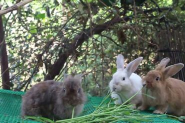 Cute Bunny Rabbit Michael Eating Vegetable Too Yummy Everyday Rabbit Food - Cute Rabbit Eating ASMR