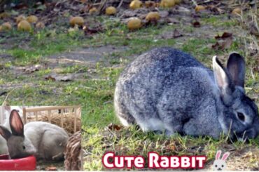 Rabbit fun I  cute rabbit's eat I most cute Rabbit I Rarely seen dark blue Rabbit