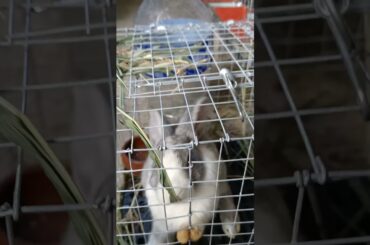 Cute Rabbit Reaching for his Food | Cutest Animals 28 #Shorts