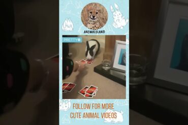 CUTE BUNNY PLAYS UNO WITH ITS OWNER | Cute Bunnies #shorts