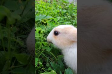 Cute Bunny Rabbit #Shorts