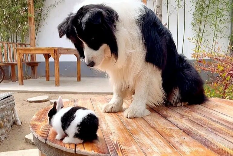 Sweet Dog Gets a Bunny of His Same Fur Color