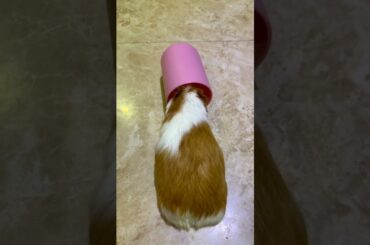 Funny and Cute Baby Rabbit Videos, Lovely Rabbit EP# 2