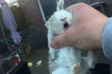 Cute baby rabbit scream /Baby bunny/kanninchen/yavru tavsan