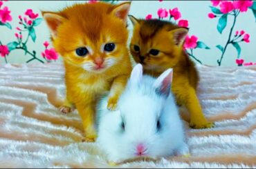 Kittens met a cute bunny for the first time! Funny reaction!