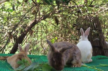 Rabbit Michael Loves Eating Lettuce So Much - Cute Rabbit Eating Sound ASMR