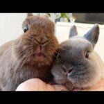 Rabbit Bunny | Cute Baby Bunny | Dwarf Bunny | Netherland Dwarf Rabbit