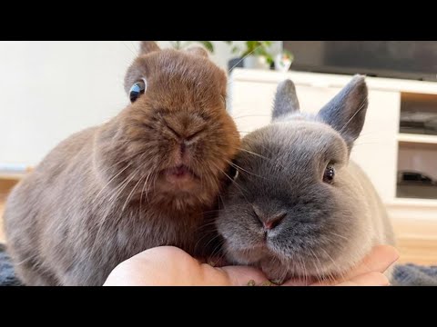 Rabbit Bunny | Cute Baby Bunny | Dwarf Bunny | Netherland Dwarf Rabbit
