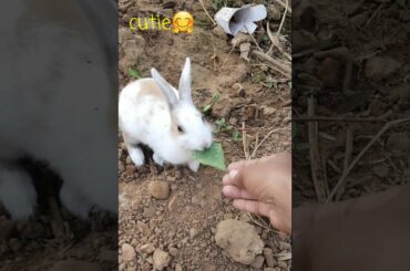 cute rabbit, bunny, cute bunny, cute animals , how to feed pet ,caring pet,cute pet whatsapp status