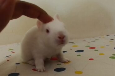 How to sleep a baby bunny Cute bunny baby sleeping method