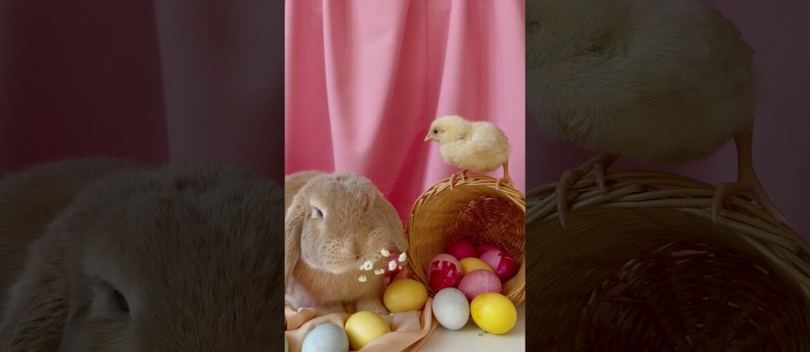 Cute Bunny with a chick | Cutest Animals 28 #shorts #bunny #chick #playmates #animals #cute Cute Bunny with a chick | Cutest Animals 28 #shorts #bunny #chick #playmates #animals #cute