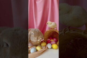 Cute Bunny with a chick | Cutest Animals 28 #shorts #bunny #chick #playmates #animals #cute