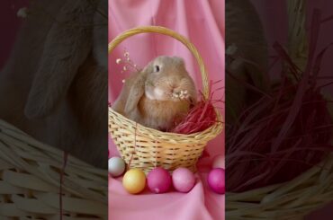 cute bunny