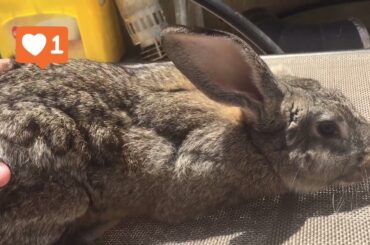 Cute rabbit