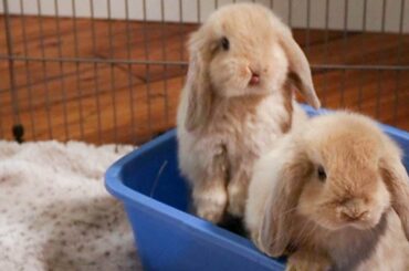 Baby Bunny Update | 7 Week Old Holland Lop Bunnies