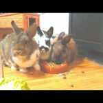 cute bunny videos | cute rabbit #shorts #youtubeshorts