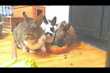 cute bunny videos | cute rabbit #shorts #youtubeshorts