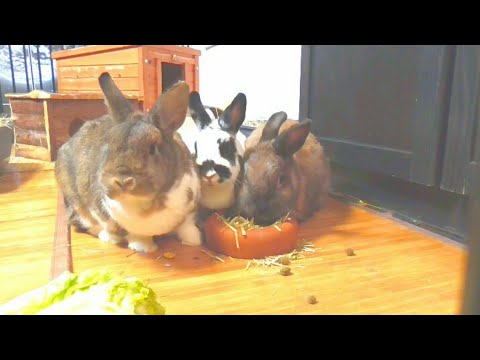 cute bunny videos | cute rabbit #shorts #youtubeshorts