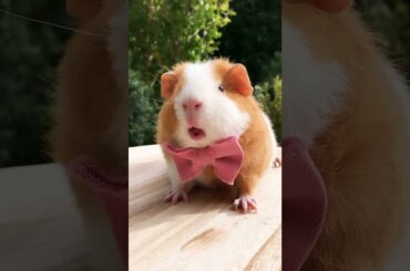 Cute rabbit funny scene||funny_vedio||