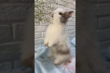 Cute rabbit eating leaves