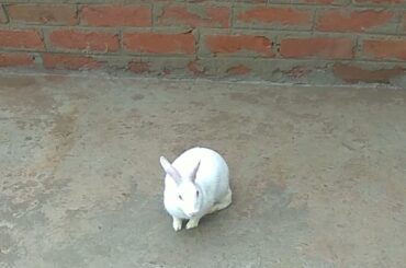 Bunny went for a walk in rainy day | Cute Rabbit Hunny D Bunny|#rabbit #bunny