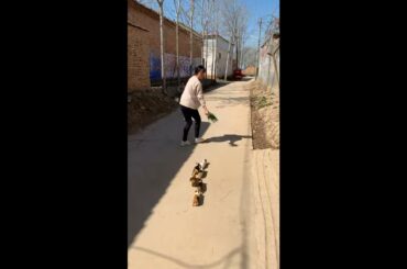 Funny and Cute Baby Rabbit Videos, Lovely Rabbit EP# 12