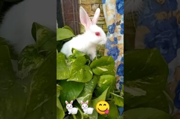 cute rabbit playing with money plant #shorts