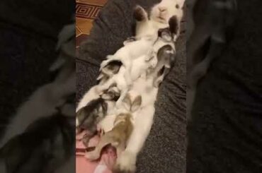 Feeding cute baby rabbit awesome looking