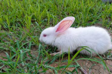 Cute Rabbit Getting Happy For Coming Green Field