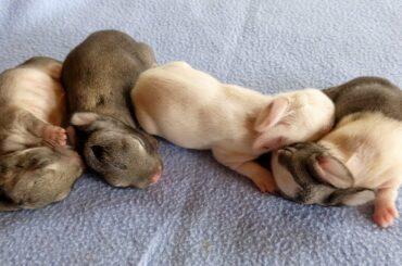 Welcome to New Member - Small Cute Rabbit