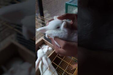 cute bunny
