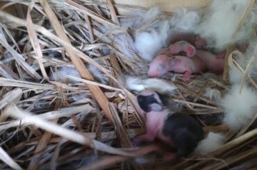 Meeting cute baby rabbits [Part 1] giving birth