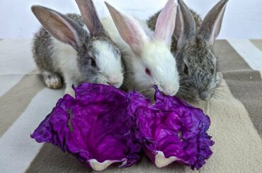 Purple Cabbage Eating By Cute Rabbit ASMR