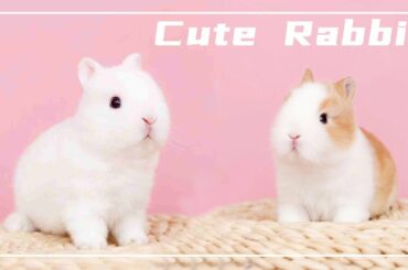 Funny and Cute Baby Rabbit Videos