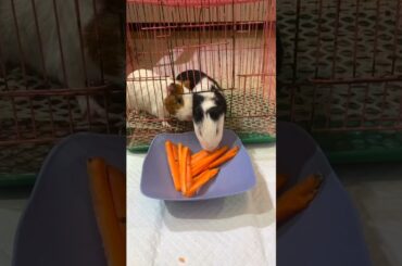 Funny and Cute Baby Rabbit Videos, Lovely Rabbit EP# 22