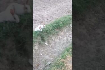 cute rabbit eating grass  animals