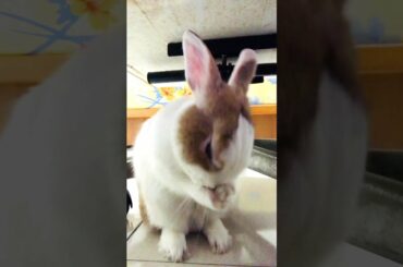 Cute rabbit washing face #shorts