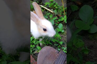 Cute Rabbit | Bunny Rabbit Playing | Funny Rabbit video| Rabbit Funny Moments #shorts
