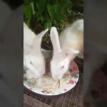 cute rabbit videos whatsapp status