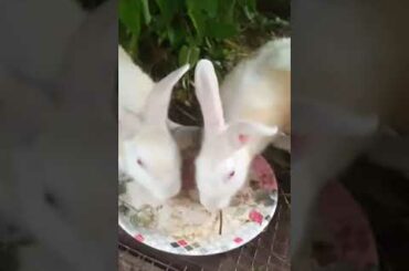 cute rabbit videos whatsapp status