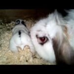 Cute Mini Lop Baby Bunny.               Rabbit and Bunny