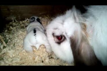 Cute Mini Lop Baby Bunny.               Rabbit and Bunny