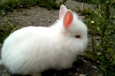 Little Cute Rabbit Bunny 1 Legs Missing. Rabbit and Bunny